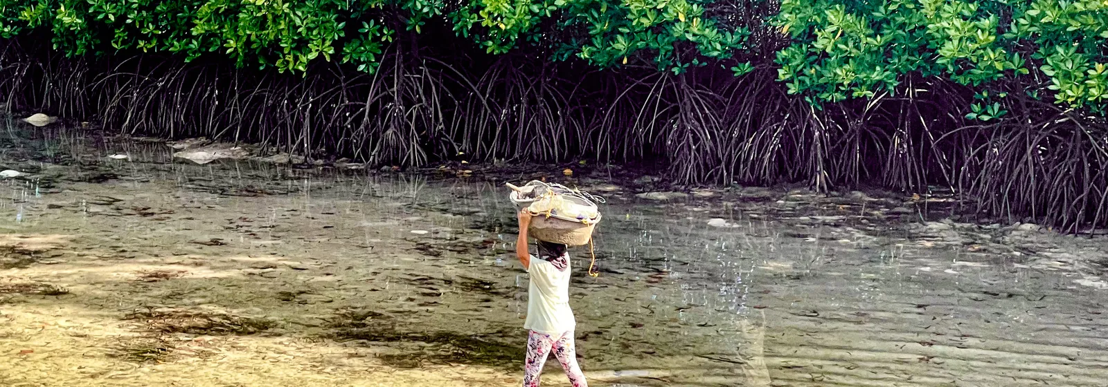 Mangroves and Pacific landscape